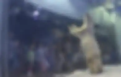 Inilah Kisah Beruang Kutub Paling Sedih dan Kesepian yang Dikurung di Mall (2)