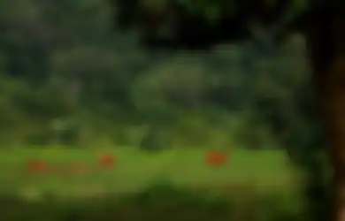 Dulu, Alas Purwo Dianggap Kerajaan Jin Kini Jadi Primadona Pariwisata