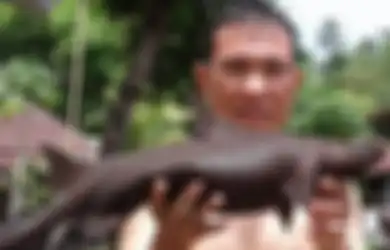 Ikan Langka Mirip Hiu Ditemukan di Minahasa