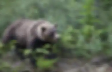 Asyik-asyik Bersepeda di Gunung, Brad Treat Dimangsa Beruang Madu