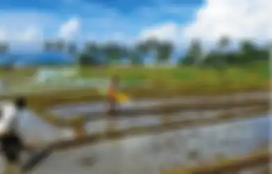 Cimaja, Meniti Mimpi dari Sebilah Papan