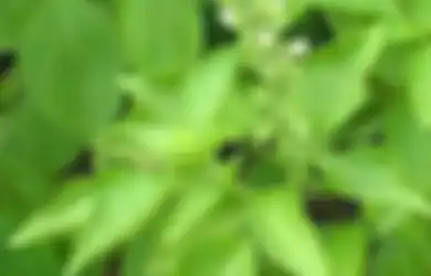 Tak Hanya untuk Penyedap Masakan, Kemangi Juga Bikin Ranjang Semakin Wangi