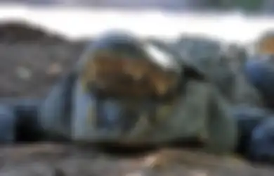 Dianggap Tidak Bisa Disuap, Indonesia Usulkan Buaya sebagai Penjaga Penjara Narapidana Narkoba