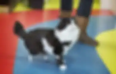 Diberi Kaki Prostetik, Kucing Ini Disebut-sebut Sebagai Kucing Bionik Pertama di Dunia