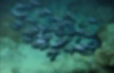 Yuk Belajar Bijaksana dari Ikan Kecil yang Sukses Menyelamatkan Diri dari Jaring Nelayan