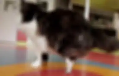Terima Kasih Kaki Palsu, Berkat Kamu Kucing Ini Bisa Berjalan Lagi