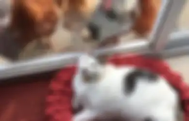 Scruffle, Seekor Kucing Putih ‘Chubby’ yang Sangat Digandrungi oleh Ayam