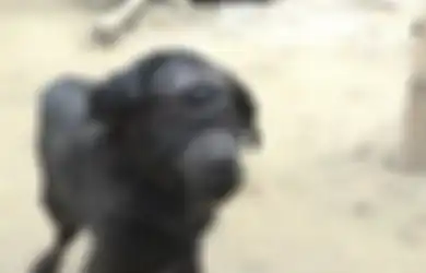 Hanya Miliki Satu Mata, Bayi Kambing Ini Dianggap Makhluk Suci yang Bawa Keberuntungan. Percaya?