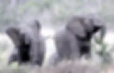 (VIDEO)  Sekelompok Gajah Terlihat Kesal Lalu Lari Terbirit-birit, Ternyata Penyebabnya ‘Hanya’ Hewan Kecil Ini