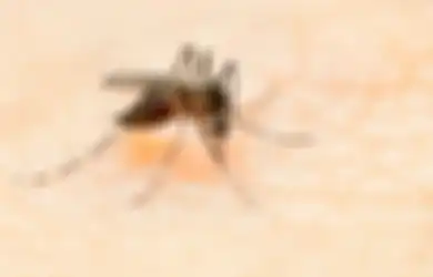 11 Fakta Penting Tentang Virus Zika (1)