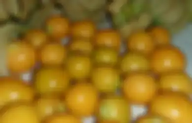 Dulu Dicampakkan, Kini Buah Ceplukan Harganya Selangit dan Jadi Buruan