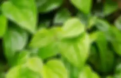 Sirih, Obatnya Segala Penyakit. Mulai dari Batuk, Sariawan sampai Haid Tidak Teratur