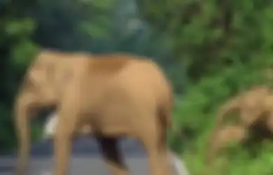 Seperti Polisi, Gajah Ini Menghentikan Lalu Lintas Demi Mengamankan Kawanannya yang Mau Melintas