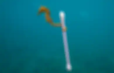 Foto Lucu Kuda Laut Memegang Cotton Bud Ini Sebenarnya Sangat Menyedihkan