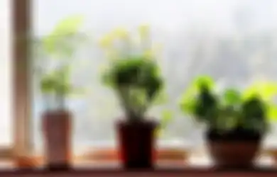 Tanaman dalam Rumah Bisa Meningkatkan Harga Jual dan Kebahagiaan