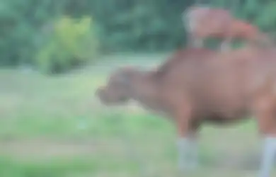 Waduh, Anak SD di Kendari Pingsan Setelah Meracik Narkoba Dari Kotoran Sapi