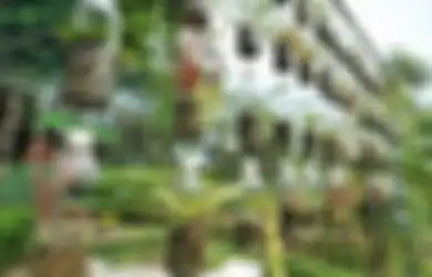 Mudah, Murah dan Indah! Hanya Bermodalkan Botol Bekas Anda Bisa Membuat Taman Vertikal di Lahan Sempit
