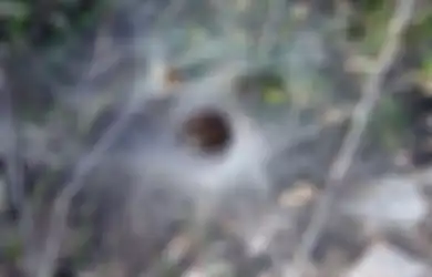 Orang Zaman Dulu Menutup Luka Dengan Sarang Telur Laba-Laba, Ternyata Manjur Lho