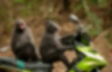 Terbaik, Foto-foto Ini Sukses Memenangkan Penghargaan Kontes Fotografi Komedi Alam Liar Paling Lucu
