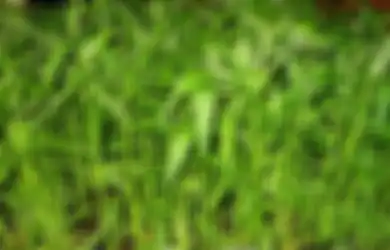 Benarkah Makan Kangkung Sebabkan Kantuk?