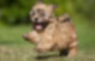 Anak Anjing Baru yang Berbulu Lebat