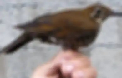 Nyanyian Merdu Ungkap Keberadaan Spesies Burung Baru Murai Hutan Himalaya