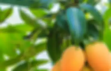 8 Khasiat Daun Mangga yang Belum Banyak Diketahui (2)