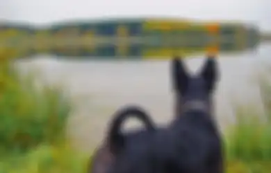 Dewan Pariwisata Skotlandia akan Menyewa Anjing untuk Meyakinkan Turis Mengunjungi Negaranya