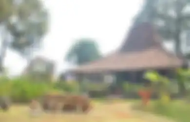 Inilah Lokasi Wisata di Indonesia yang Semakin Menyenangkan Dikunjungi saat Musim Hujan