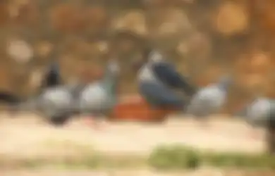 Kisah Merpati dan Gagak yang Serakah