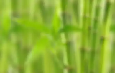 Filosofi Bambu