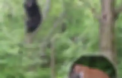 Kisah Beruang Penakut