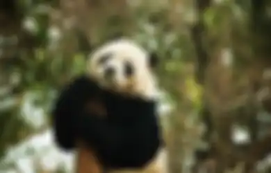 Cina Daur Ulang Kotoran Panda Jadi Tisu, Enggak Sangka Segini Harga Jualnya!