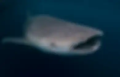 Lagi Enak Mancing di Pantai Gunungkidul, Warga Syok Ikan Raksasa Tiba-tiba Muncul, Videonya Heboh