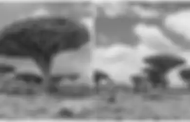 Tumbuh di Pulau Socotra, Pohon Ini Keluarkan 'Darah Naga' Saat Digores, Dipercaya Masyarakat Setempat Sebagai Obat Selama Berabad-abad