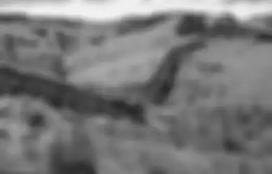 Fenomena Terbentuknya 'Tembok Raksasa' Usai Gempa 7,8 SR Mengguncang Selandia Baru