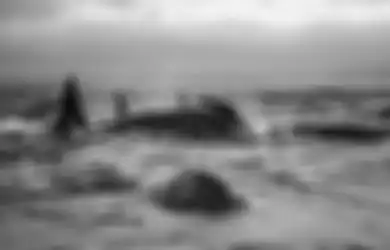 Ketika Ratusan Paus Menangis Sedih di Tepi Pantai Menunggu Ajal Menjemput