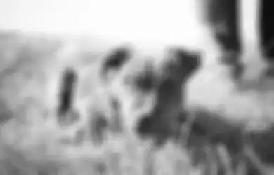 Anjing Pitbullnya Gigit Satpam Hingga Luka Parah dan Serang Anjing Lain Hingga Tewas, Si Pemilik Tak Mau Tanggung Jawab