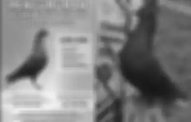 Viral Sayembara Berhadiah Rp 30 Juta Demi Cari Seekor Burung Merpati, Pemilik Beberkan Alasannya