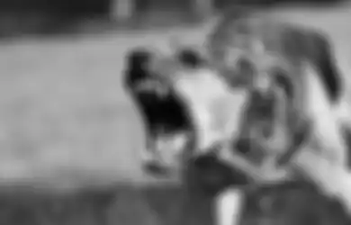 Anjing Gila Ngamuk Serang Warga, 17 Penduduk Kolaka Utara Terluka