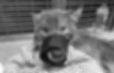 Dikira Menyelamatkan dan Membawa Anjing, Eh Ternyata Serigala