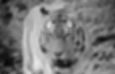 Sosoknya Penyabar tapi Menyeramkan, Ini 3 Weton Kesayangan Khodam Harimau Berjiwa Pemimpin