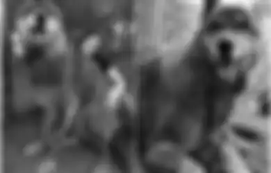 Beginilah Anjing Serigala Raksasa Menjalani Hari-hari Terakhir Hidupnya Setelah Dibuang Pemiliknya