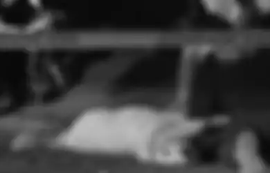 Seekor Anjing Tewas Saat Lindungi Keluarga Majikannya dari Serangan Penembakan di Dalam Rumah