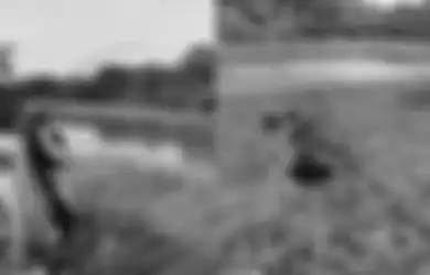 Video Seorang Nelayan yang 'Rebutan' Ikan Besar Oleh Seekor Buaya!