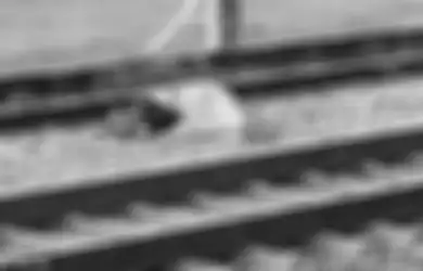 Foto Memilukan Seekor Anjing Tak Beranjak dari Jenazah Tuannya yang Mati Tertabrak Kereta