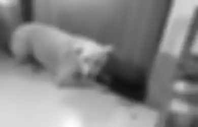 Halangi Pintu, Anjing Ini Tidak Mau Ditinggal Menikah Majikannya