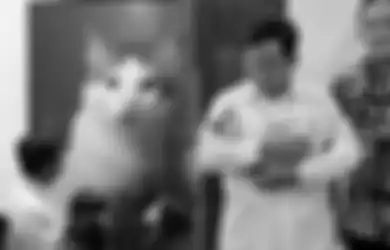 Secuil Kisah Bobby Kertanegara, si Kucing Kesayangan Prabowo yang Punya 52 Ribu Follower di Instagram