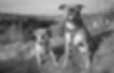 Bermaksud Menyelematkan Seekor Anjing, Wanita Ini Justru Meninggal Terkena Rabies, Kasihan