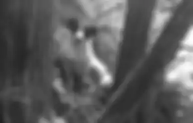 Seekor Anjing Setia Menemani Tuannya yang Hilang saat Hiking sambil Terus Menggonggong Mencari Pertolongan